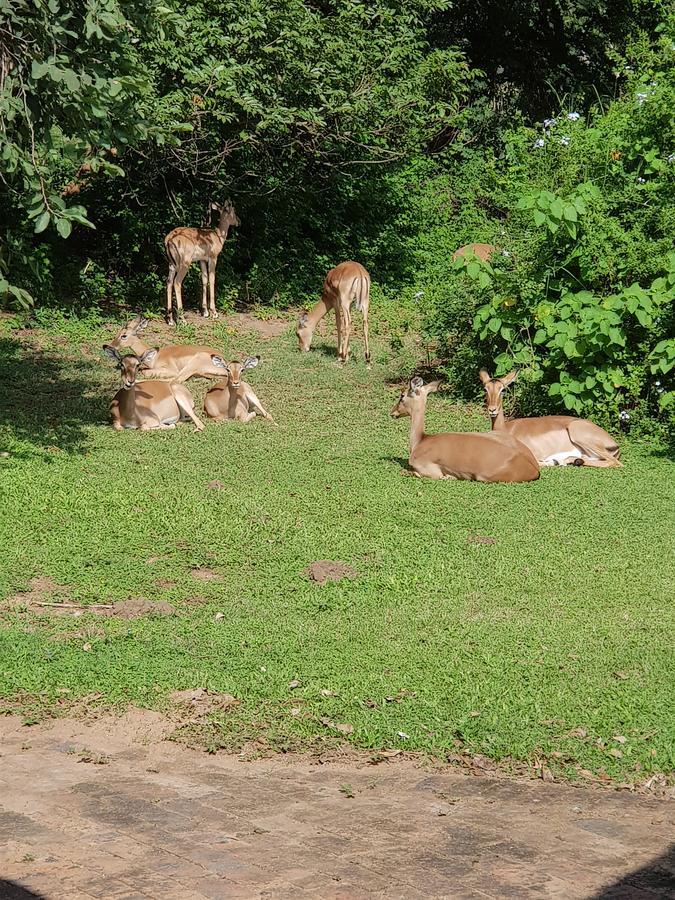 Kruger Park Lodge Unit No. 277 Hazyview Esterno foto
